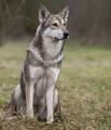 Saarloos Wolfdog Dog Breed | Facts, Highlights & Buying ...