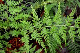 Image result for Odontosoria