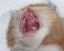 Ich hab zumindest keine rumfliegen sehen. Die Zahngesundheit Der Katze Taubertalperser Perser Vom Taubertal
