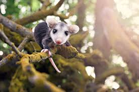 Giving a baby possum a flea bath and flea combing! Baby Possums Can Be Cute Right Aww