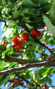 Epingle Sur Recolter Et Conserver Les Fruits Et Legumes