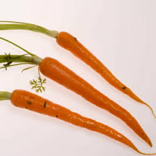 Image result for Physotrichia atropurpurea