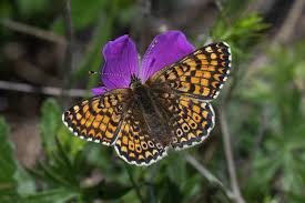 Image result for Melitaea cinxia