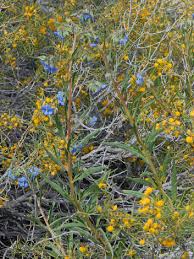 Image result for Trichodesma zeylanicum