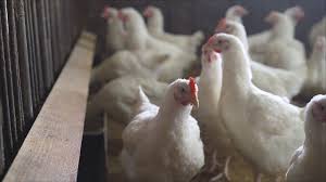 The first case of human infection with the h10n3 strain of bird flu has been detected in the eastern province of jiangsu, reuters reports based on the country's health commission. X5vvnxy5r By7m