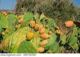 These types of cacti grow fruit that are red or yellow when they are ripe and ready to eat. Edible Prickly Pear Image Photo Free Trial Bigstock