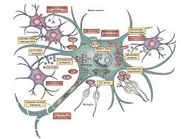 The disease can also affect the muscles of the face, leading to problems such as incomplete eye closure and drooling. Biochemical Pathways Of Als And Riluzole Rilutech