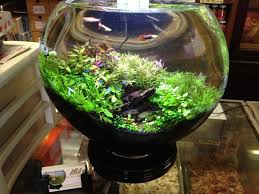 Pin By Becca On Betta Betta Fish Bowl Water Terrarium Freshwater Aquarium