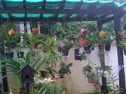 (membalas komentar dari salah satu netizen). Ceria Ceria Seri Bunga Orkid Anggerik Rumah Tumpangan Jadi Jadian