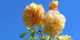 Once these shrubs are grown and during the season, you will enjoy the beautiful multiple colors of this rose making a rose garden is not an easy task. Beautiful Rose Flowers Top 10 Most Beautiful Roses Wonderslist