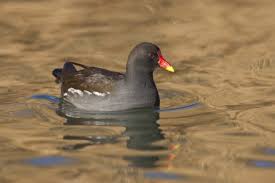 Not only is the black skimmer's beak odd because it is bright red and black, but its shape is equally strange. Moorhen The Wildlife Trusts