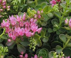 On taller blooming varieties, the dried bloom stems add winter interest to the garden. Sedum Stonecrop