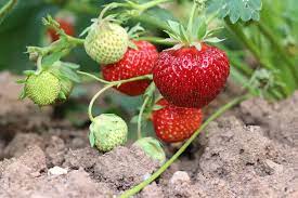Start beerenobst erdbeeren wann pflanzt man erdbeeren? Wann Pflanzt Man Erdbeeren 6 Wichtige Grundlagen