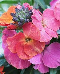Check spelling or type a new query. Erysimum Winter Orchid Hayloft