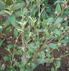 Image result for Sida acuta