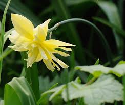 Queen Anne S Double Daffodil Narcissus Eystettensis Daffodils Narcissus Beautiful Flowers