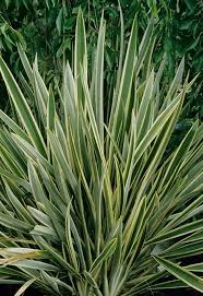 Image result for Phormium