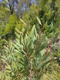 Image result for Myrtaceae