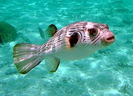 The pea puffer fish also eats mosquito larvae (white and red) and water fleas, but his favourite food are snails. Tetraodontidae Wikipedia