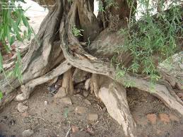 Image result for Salvadora australis