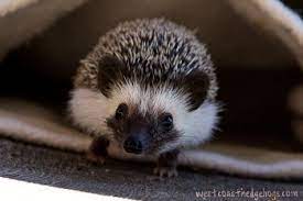 Available West Coast Hedgehogs Baby Hedgehogs For Sale In Oregon Hedgehog Pet Baby Hedgehogs For Sale Baby Hedgehog
