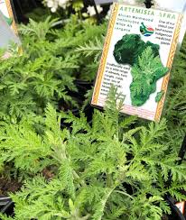 Image result for Artemisia afra