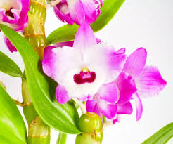 Image result for Stanfieldiella