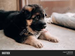 Upstate ny german shepherdsupstate ny german shepherdsupstate ny german shepherds. Portrait Black Red Image Photo Free Trial Bigstock