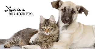 We partner with shelters across north america to help homeless pets find loving homes. Paws Animal Rescue Home