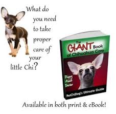 Chihuahua Age Milestones For The Puppy Adult And Senior