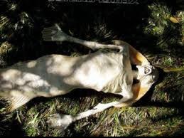 Po obejrzeniu h2o lub arielki, wpadalyśmy w syrenomanie! Syreny Zyja Naprawde Ripsonar News