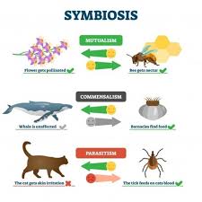 Maybe you would like to learn more about one of these? Simbiosis Mutualisme Komensalisme Dan Parasitisme Kumparan Com