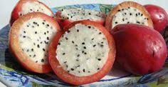 Algunos cactus tienen barbas afiladas o pelos (gloquidios) en las aréolas, pero carecen de. 85 Ideas De Frutos De Cactus Cactus Frutas Frutas Exoticas