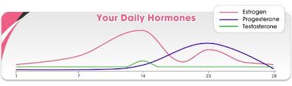 The Female Hormone Chart Predicting Certain Behaviors