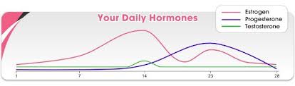 the female hormone chart predicting certain behaviors