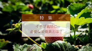 イチゴに必要な栄養素とは Grwrs