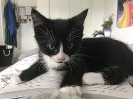 This Reminds Me Of Trouble When He Was A Kitten He Was With Me For Twenty Years Until October 2019 I Miss Him E In 2021 Cute Cats Baby Animals Cute