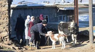 Tarim Ve Orman Bakanligi Depremde Hayvanlarini Kaybeden Yurttaslara Destek Olacak
