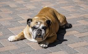 This will reflect the french bulldog's regal and beautiful looks. 125 Bulldog Names That Are Totally Awesome My Dog S Name