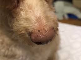 The vet suspects cancer but didn't want to risk a biopsy. Does This Look Like Dog Skin Cancer To You Please Help I Don T Know Why My Dogs Nose Is Turning From Pink To Brown And Developed A Lighter Spot Of Pink Should