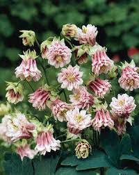 Pin On Flower Favorites
