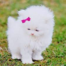 See also our cat breed pictures beautiful pics of purebred cats. Cats Cat Kittens Kitten Kitty Pets Pet Meow Moe Cutecats Cutecat Cutekittens Cutekitten Meowmo Cute Animals Baby Animals Kittens Cutest
