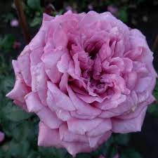 Roses should be planted at a certain distance from each other. Roses Claude Brasseur Plant Care And Cultivation Roses Claude Brasseur Varieties Species And Types The Plant Encyclopedia