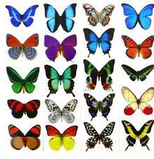 Temporary Butterfly Tattoos Amazon Com Butterfly Tattoo Butterfly Coloring Page Butterfly Ankle Tattoos
