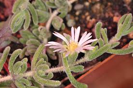 Image result for Mesanthemum africanum