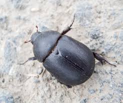 Image result for Pentodon