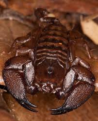 Dwarf Wood Scorpion Liocheles Australasiae Arachnids Spiders Scorpion Arachnids