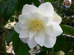 Camellia Japonica Camellia Flower Types Of White Flowers Container Flowers