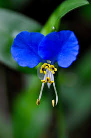 Image result for Commelina