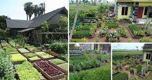 Awal pkp lalu, saya ada post tentang batas sayur yg saya usahakan. Kreatif 18 Gambar Model Kebun Sayuran Di Pekarangan Rumah
